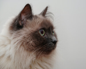Fluffy Himalayan Cat Portrait
