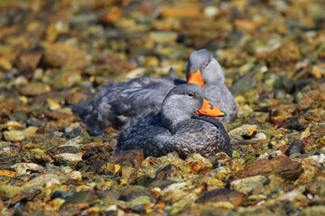 Fuegian steamer duck (Tachyeres pteneres) aka the Magellanic flightless steamer duck in the Tierra del Fuego National Park near Ushuaia in the southernmost point of Argentina, South America