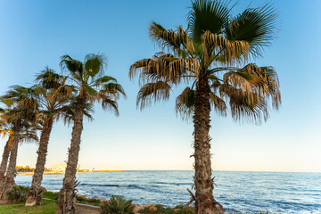 palm trees on the beach