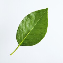 Green Leaf on White Background