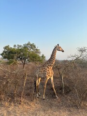 Giraffe safari