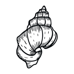 Vector hand-drawn seashell engraving. Sea shell engraved in vintage style. Line art nautical collection. Black and white marine design.