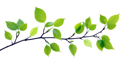 Obraz premium Fresh Green Leaves on a Thin Branch with White Background - Natural Beauty Close-Up PNG Isolated Transparent White Background 4K Full HD Image Photo Picture Object Download