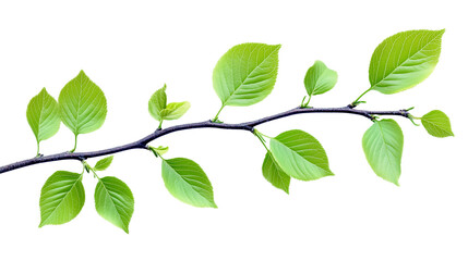 Fototapeta premium Fresh Green Leaves on a Thin Branch with White Background - Natural Beauty Close-Up PNG Isolated Transparent White Background 4K Full HD Image Photo Picture Object Download