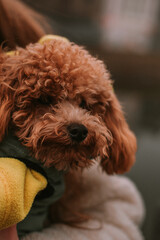 Little curly brown doggy