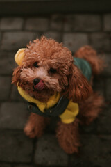 Little curly brown doggy