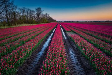 Sunset over the blooming tulip field in Poland