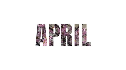 The word (text, inscription) "APRIL" on a white background with a tree branches with pink flowers (sacura, bloom, blossom) inside the caption, HD video slide 