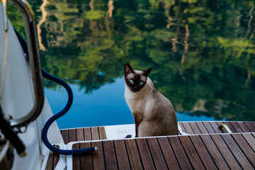 siamese cat sitting on teak wooden floor deck of multihull catamaran sail boat, water, reflections,...