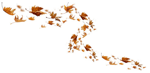 leaf leaves isolated autumn winter season background falling fall platanus tree wid air w