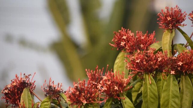 Vibrant Chinese ixora flower in full bloom with rich red petals.