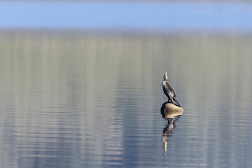 A Cormorant (Phalacrocorax carbo) perched on a rock, basking in the sun by a tranquil lake. Its reflection is clearly visible in the calm water, creating a peaceful scene