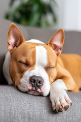 Happy dog resting peacefully on a couch at home in a cozy living room setting during a sunny afternoon