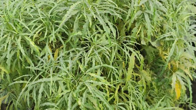 Lush ming aralia plant with vibrant green foliage and intricate leaves.