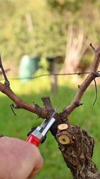Close-up of the hands of the winemaker pruning the vineyard with professional steel scissors. Traditional agriculture. Winter pruning, Guyot method. Footage.