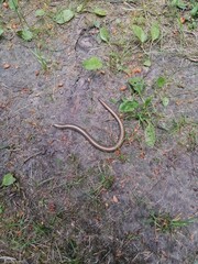 Anguis fragilis. Squamata.