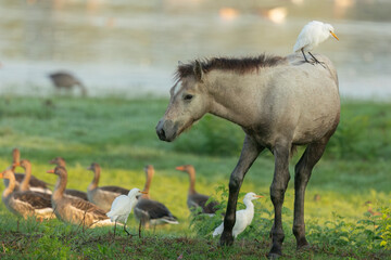 Obraz premium young camargue horse