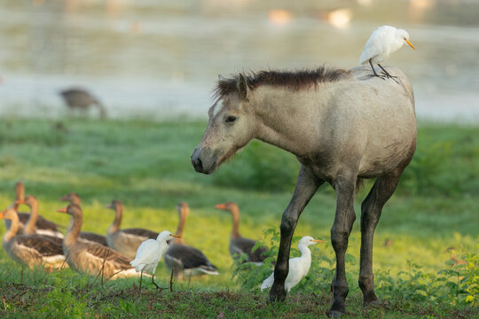 young camargue horse
