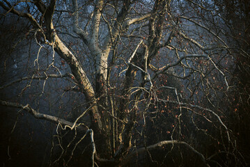 Park zamkowy w Pszczynie, luty 2025.