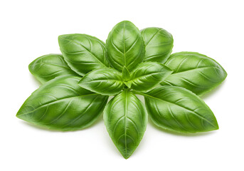 Fototapeta premium Vibrant green basil leaves cluster close-up.