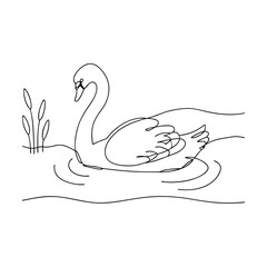 Elegant Swan Gracefully Floating on Serene Lake Waters