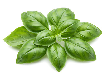 Fresh Green Basil Leaves Cluster Isolated.