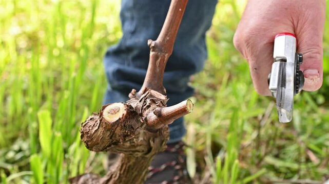 Close-up of the hands of the winemaker pruning the vineyard with professional steel scissors. Traditional agriculture. Winter pruning, Guyot method. Footage.