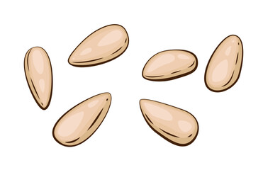 Nuts isolated vector illustration. Pine nuts set isolated on white background. Nuts Cartoon Style. Organic food concept. Hand Drawn vector illustration