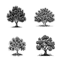 Fototapeta premium Clove Tree (Syzygium aromaticum)