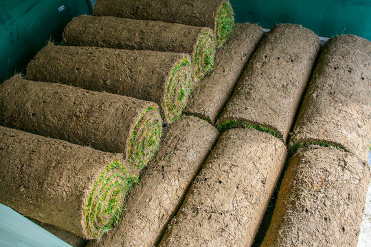 roll of sod
