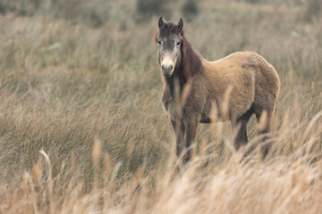 Fototapeta premium Wild Pack