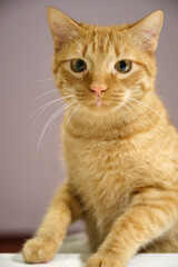 Red cat mischievous beautiful portrait