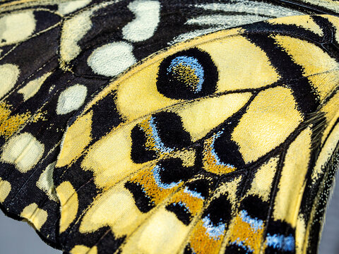 Texture and pattern of the inner side of the wing of a tropical butterfly papilio demoleus. Macro.