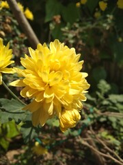 Yellow chrysanthemum flower