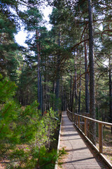 camino en el bosque