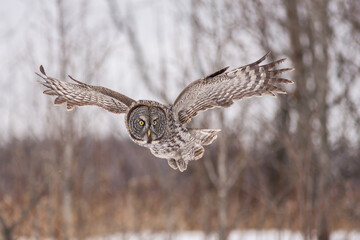 Great Gray Owl