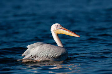 Pelican Greece