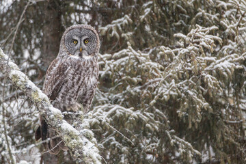 Great Gray Owl