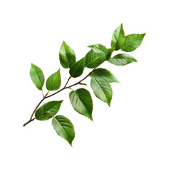 Fototapeta premium Green leaf branch isolated on transparent background. Perfect for botanical and natural designs and backgrounds