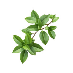 Naklejka premium Green leaf branch isolated on transparent background. Ideal for botanical and natural designs and backgrounds, png