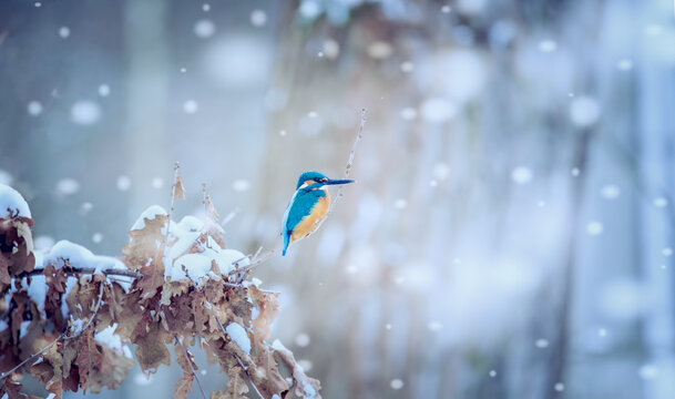 Beautiful nature scene with Common kingfisher Alcedo atthis. Wildlife shot of kingfisher on the branch.
