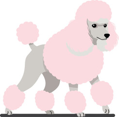 Naklejka premium Playful pink poodle standing confidently with fluffy coat in a minimal style showcasing vector illustration