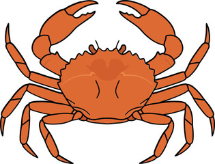 Fototapeta premium Orange crab with detailed claws and rounded body in flat style vector art