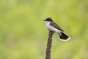 Eastern Kingbird
