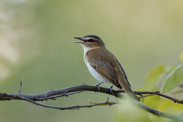 Red-eyed Vireo