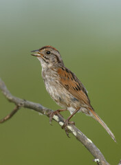 Swamp Sparrow