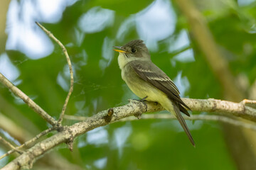 Eastern Wood Pee-wee