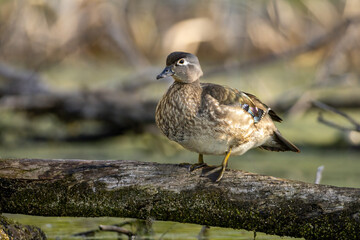 Wood Duck female