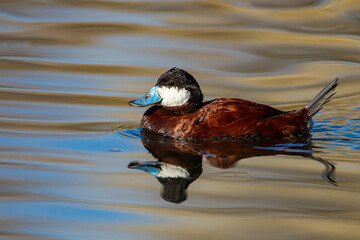 Rudy Duck © Stan