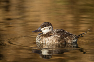 Ruddy Duck